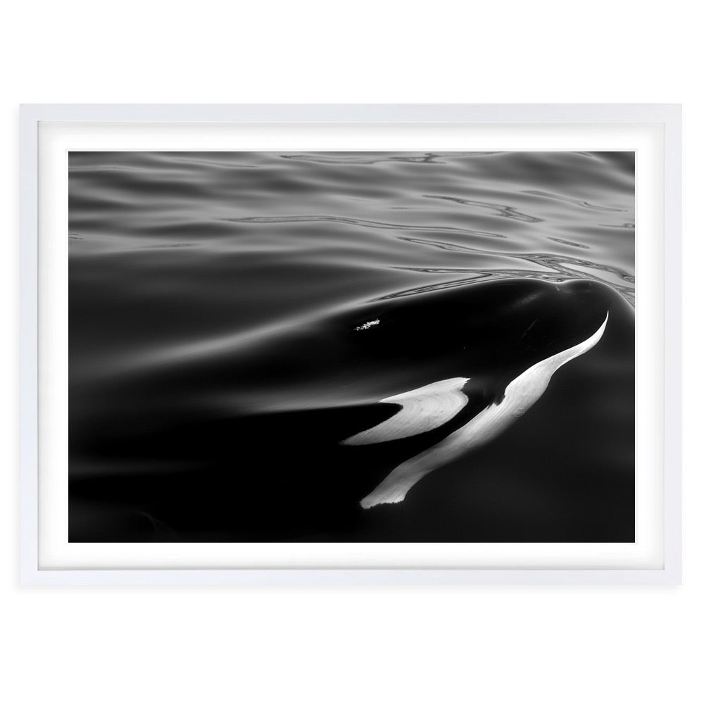 Wall Art's Monochrome Orca Large 105cm x 81cm Framed A1 Art Print