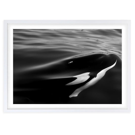 Wall Art's Monochrome Orca Large 105cm x 81cm Framed A1 Art Print