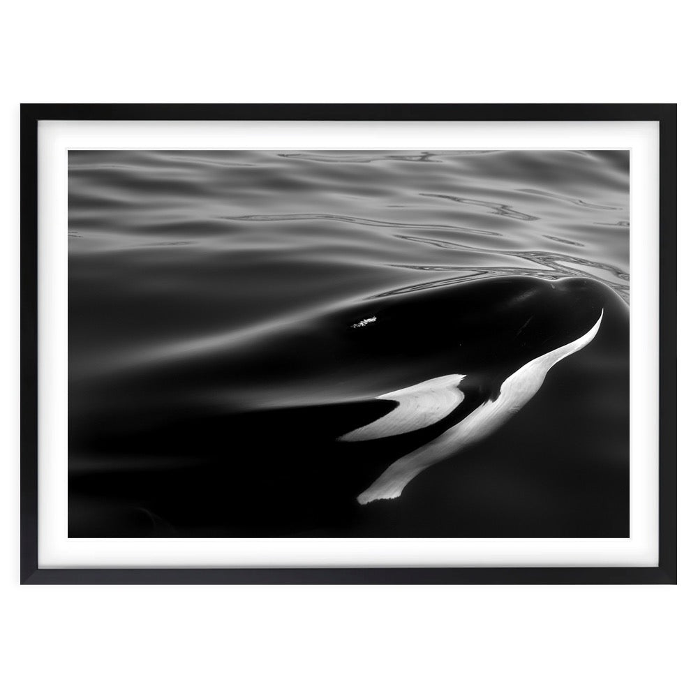 Wall Art's Monochrome Orca Large 105cm x 81cm Framed A1 Art Print