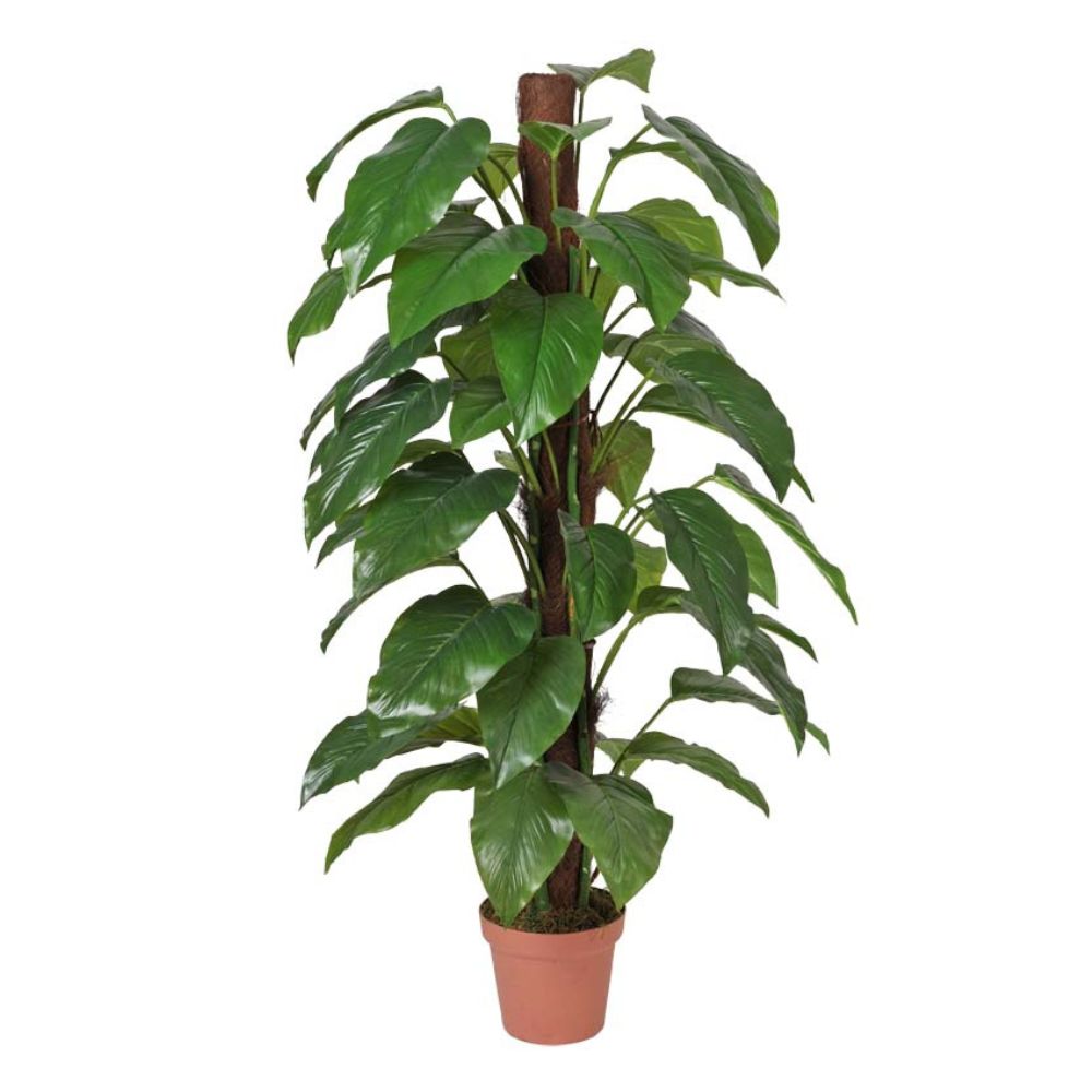 Money Plant (Aureus) - 155cm
